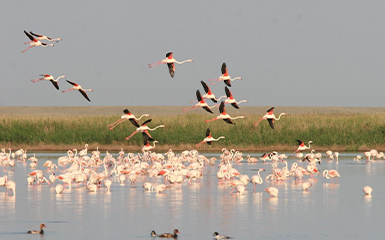 Korgalzhyn State Nature Reserve