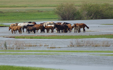 Korgalzhyn State Nature Reserve