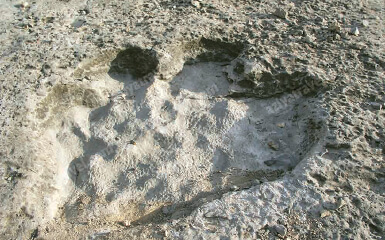 footprints of dinosaurs