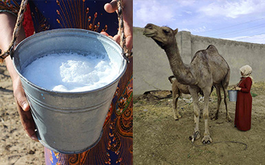 camel milking