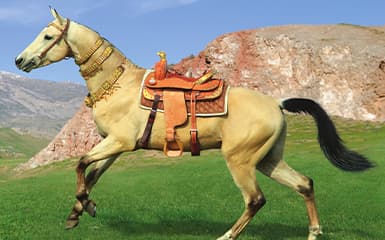 Ideal of Beauty image