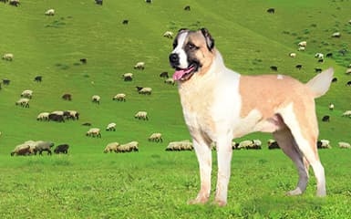 Shepherd dog image