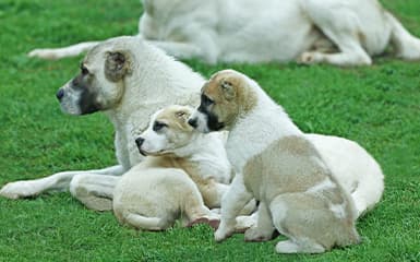 Turkmen Alabai image