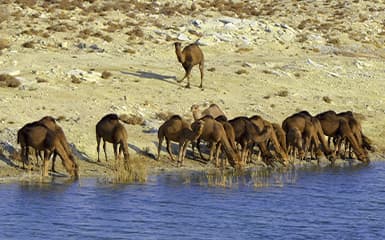 desert-camels-image