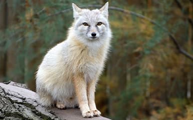 kurt-nomadic-kazakh-food-image