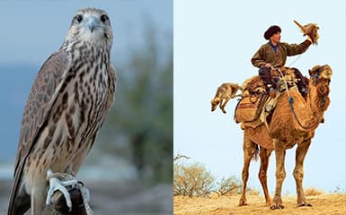 shepherds-tazy-and-falcon-image