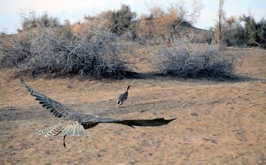 falcon-chase-down-a-rabbit-image