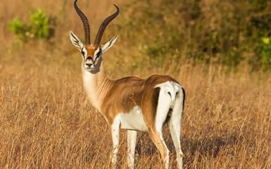 kymyz-female-horse-milk-image