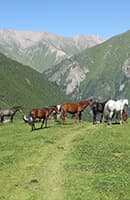 kyrgyz-horses-image