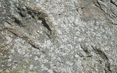 Two rows of pterodactyl image