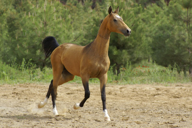 all-in-one-turkmenistan image-12