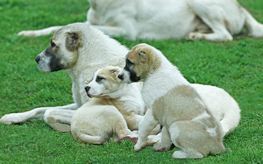 Turkmen Alabai image