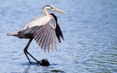 grey-heron-image