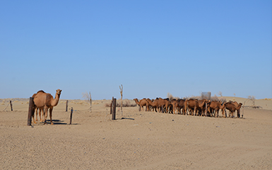 Camel herd image