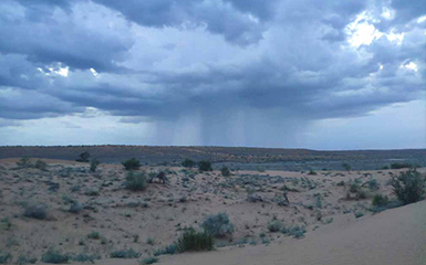 Saksaul in desert image