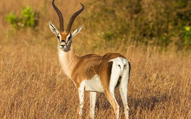 Gazelle antelopes