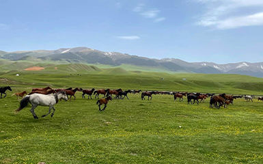 Kazakhs horses