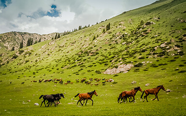 Madrasa of Abdullatif Sultan