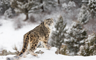 Snow Leopard