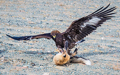 Eagle hunting in Kyrgyzstan