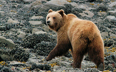 Tian Shan brown bear
