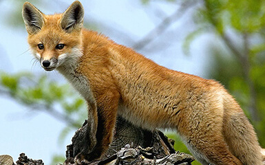 Red fox