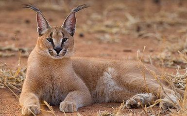 caracal